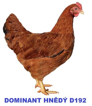 Kuřata Dominant, Ross, Kalimero, kachny, husy, perličky - 4