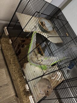 Daruji osmáky degu - 4