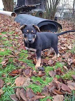 Německý ovčák - štěňátka - 4