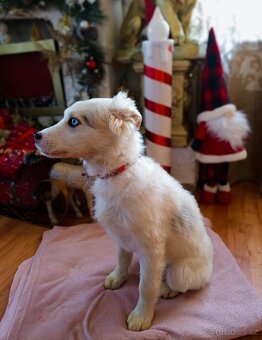 Štěně Australský ovčák x Německý špic - 4