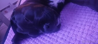 Cane corso - 4