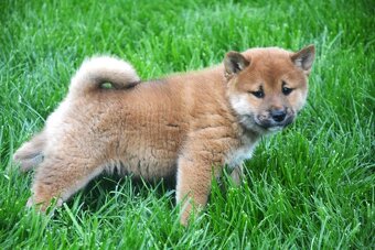 Shiba inu s průkazem původu - chlapečci - 4