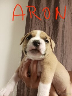 American Bully - (mini)Pocket s PP (AKBC), - 4