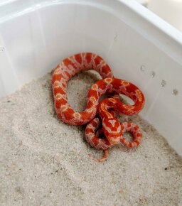 Užovka červená (Pantherophis guttatus), - 4