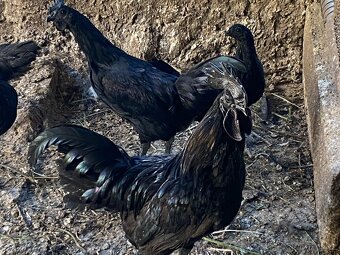 Ayam cemani - 4