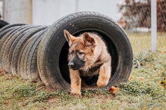 Německý ovčák - 4