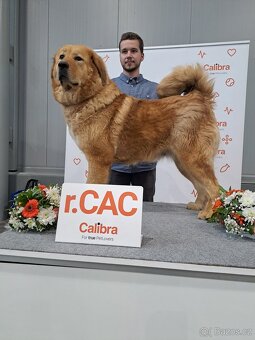 Tibetská doga štěňata s PP (FCI) leden 2026 - 4