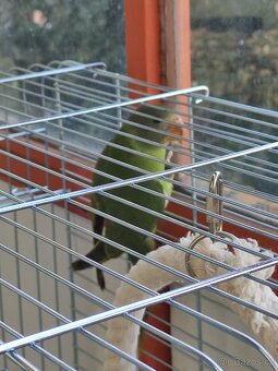 Alexander ciernohlavy - 4