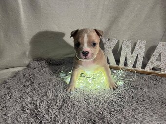 American bully pocket - 4