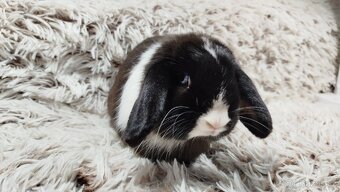 Zakrslý beránek, králíček, králík - LADY - 4