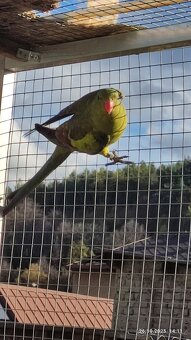 Papoušek  horský - 4