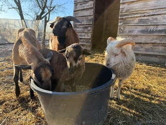 Kamerunský beran - 4