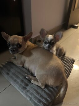 Dlouhosrstá čivava - 4