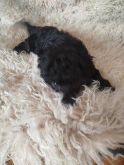 Pudl Pudlik toy trpasličí - 4