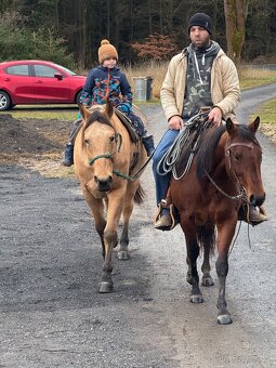 Kobylka AQH na prodej - 4