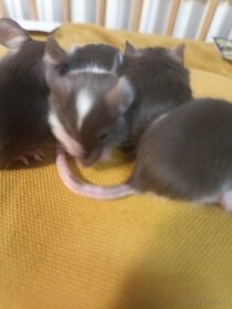 Myš, myšky, černé a bílé bříško - 4