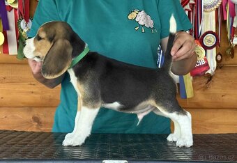 Bigel, bigl, beagle s PP - 4