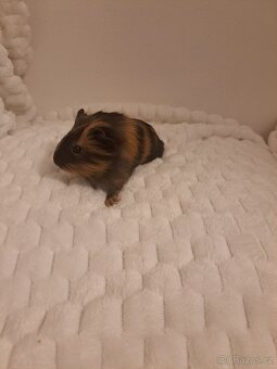 Morče kluk - rezervace - 4