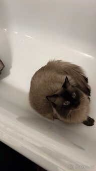 Ragdoll ke kryti - 4