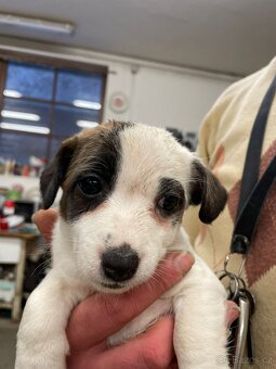 JACK RUSSELL TERIER - 4