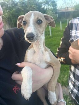 Whippet/ Vipet - 4