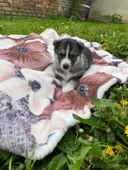 Prodám štěňata Sibiřský husky bez PP - 4
