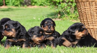 Rotvajler štěně s PP, Rottweiler štěně s PP - 4