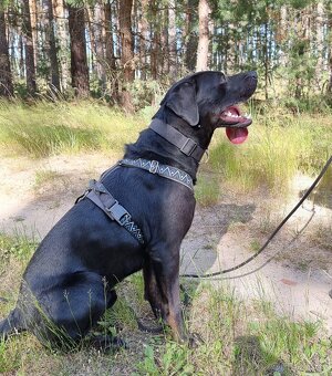 ÁRON K ADOPCI - přátelský akční mazel, vhodný k dětem - 4