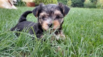 Štěňátka jorkšíra teriéra již k odběru (Yorkshire terrier) - 4