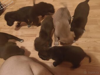 Labrador staford - 4