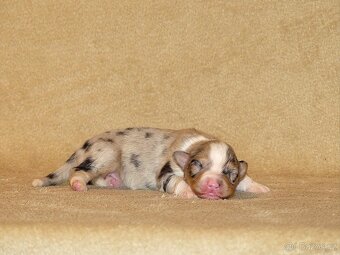 Australský ovčák s PP - štěňata - 4