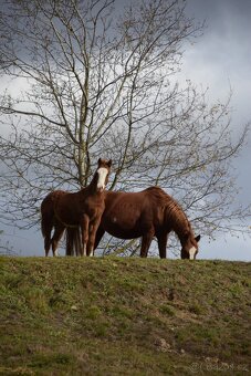 Perspektívny aph žrebček - 4