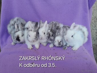 Zakrslý lvíček - 4