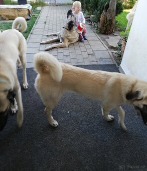 Kangal - 4