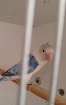 Agapornis Fišerův - 4