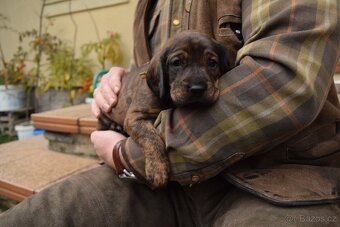 Štěňata barvářů - bez PP - 4