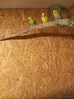 Neoféma Tyrkysová - 4