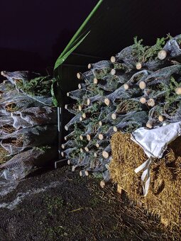 Vánoční stromky - 4