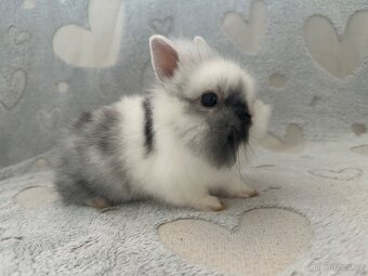 Zakrslý králíček lvíček - 4