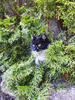 Daruji kocoura a kočku - 4