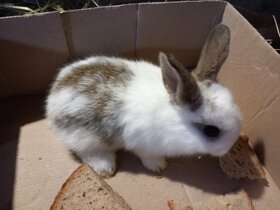 Prodám zakrslého králíka - 4