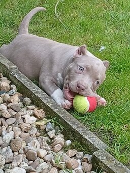 American bully pocket - 4