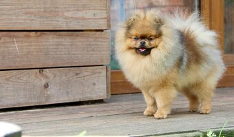 Pomeranian s PP FCI - 4