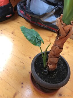 Sloní ucho - Alocasia portodora - 4