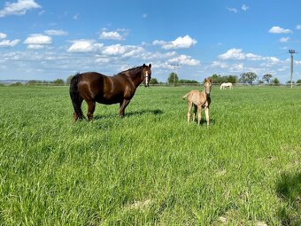 Klisna American Quarter Horse - 4