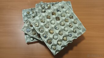 Křepelčí vajíčka - 4
