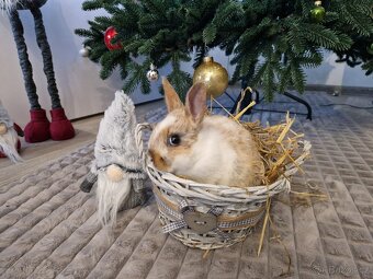 Zakrslí králíčci - 4