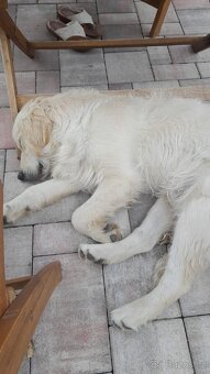 Krytí zlatým retrívrem - 4