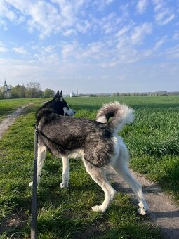 Pejsek Marski - 4