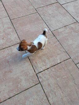Jack Russel terier - 4